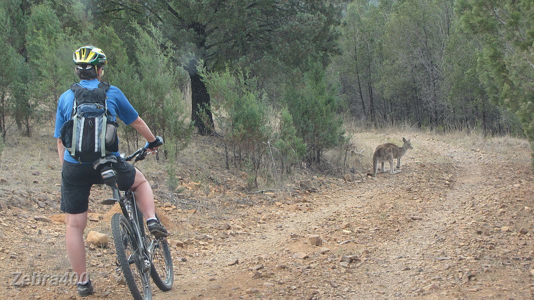 22-Heidi gives way to a friendly kangaroo in Sundown NP.JPG